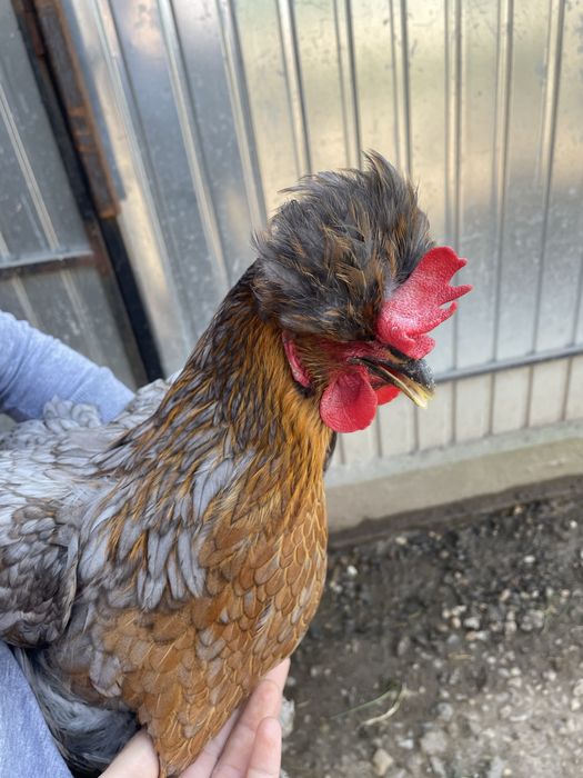 Oua pentru incubat - Gaini motate