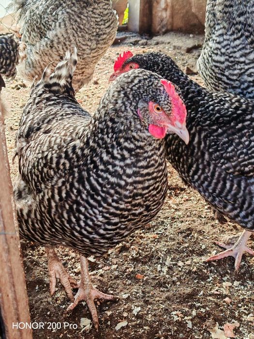 Разплодни яйца от Мехелен