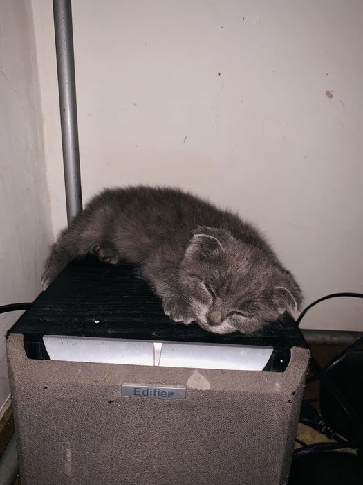 Скотиш фолд 2 ойлик
