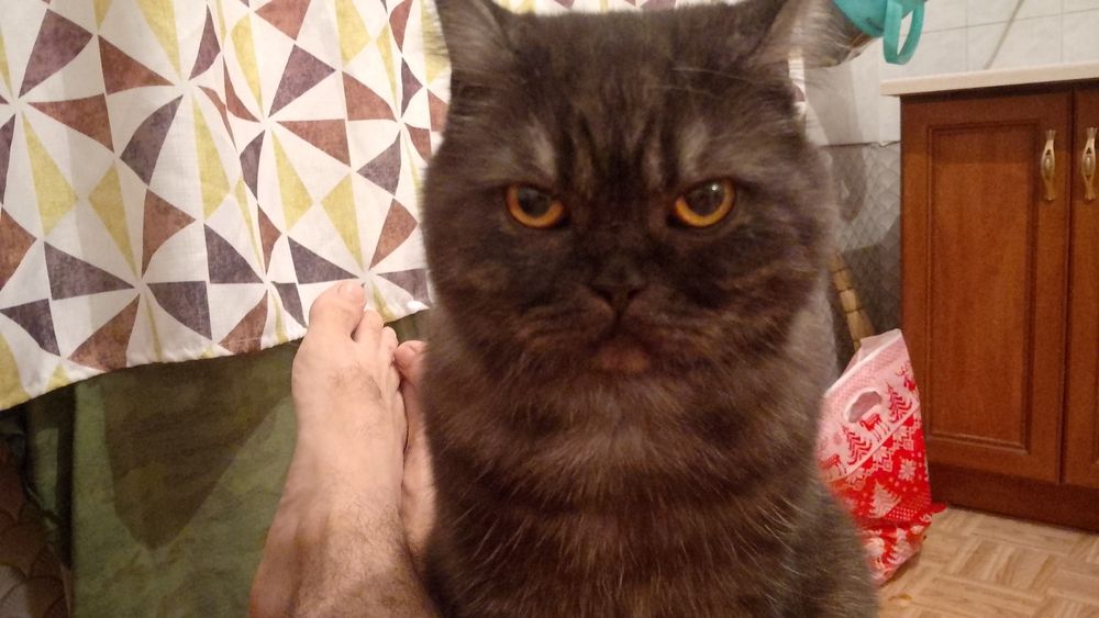 Отдам в добрые руки взрослую британку