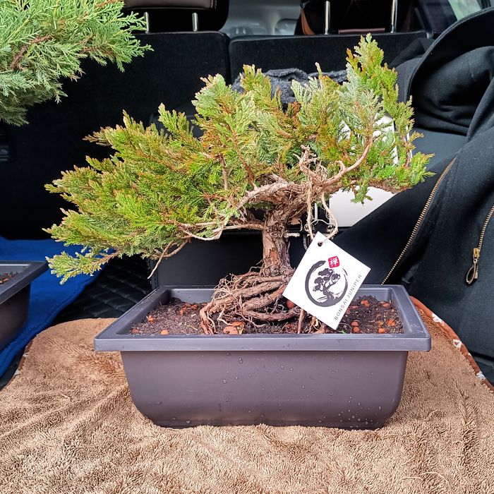 Бонсай. Дерево в горшке