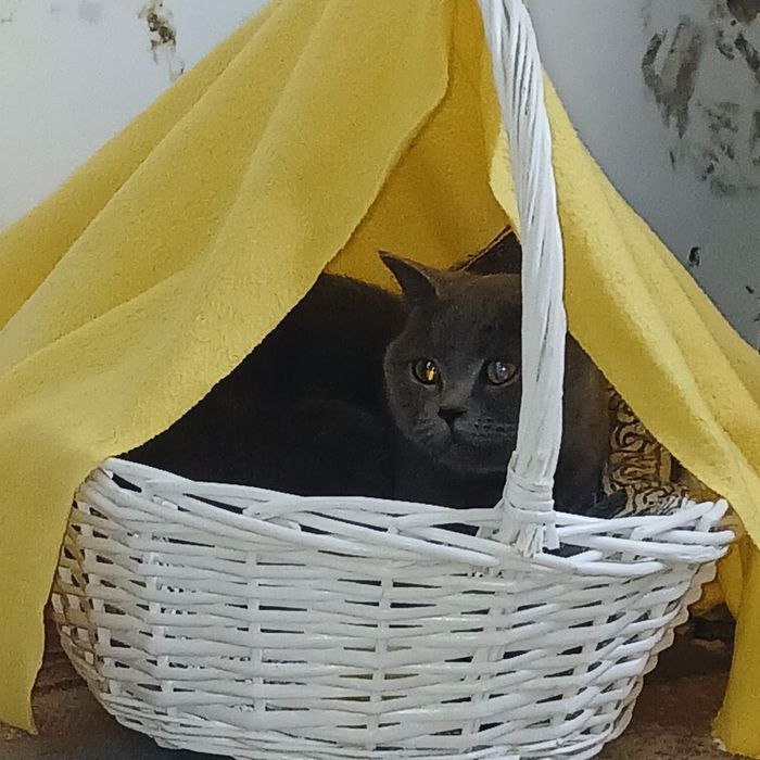 Отдам кошку в хорошие руки