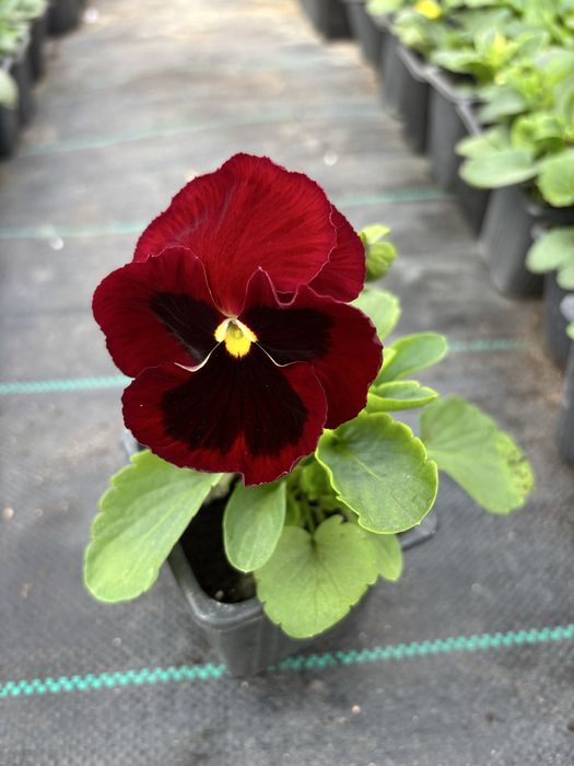 Едроцветни теменужки