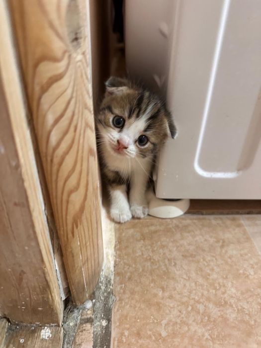 Отдам Котят  Девочки