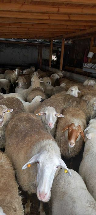 Продавам овце!!!