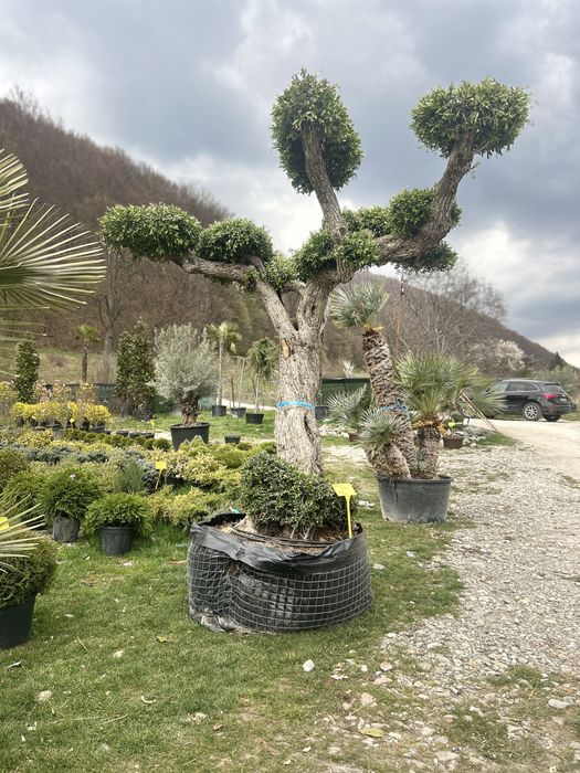 Maslini seculari si bonsai de vanzare