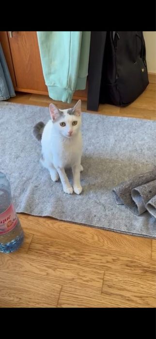 Motanel de 10 luni spre adoptie