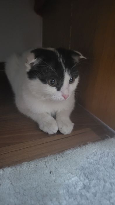 Кошка отдам в хорошие руки