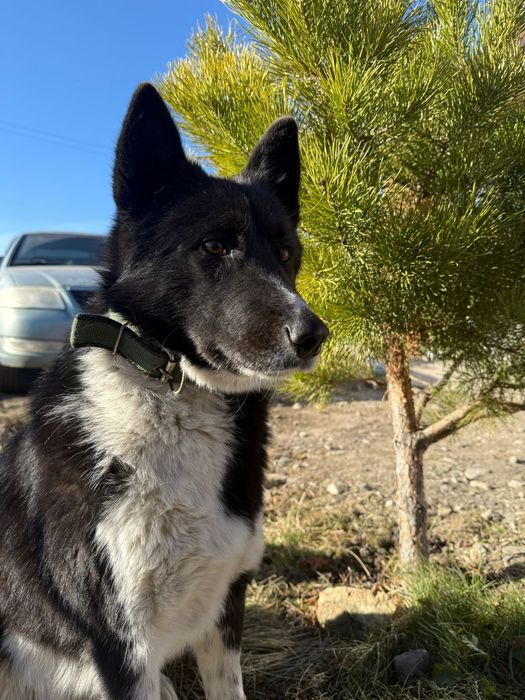 Продам щенков лайки