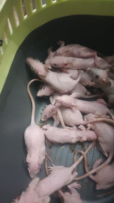 Очаровательные крысы сфинксы