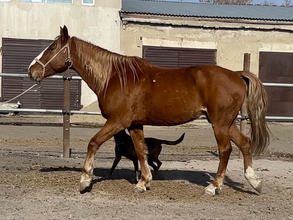 Кустанайский мерин ,  6 лет , под седло