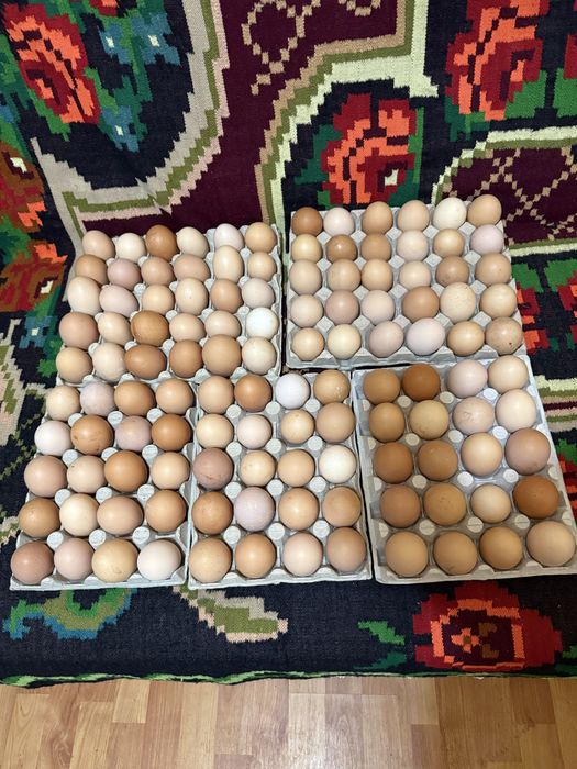 Vând ouă de găină de casă !
