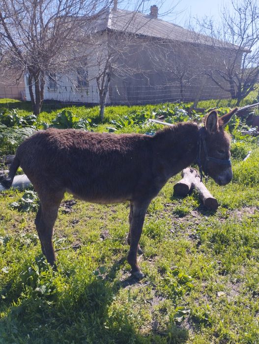 Ассаламу алейкум