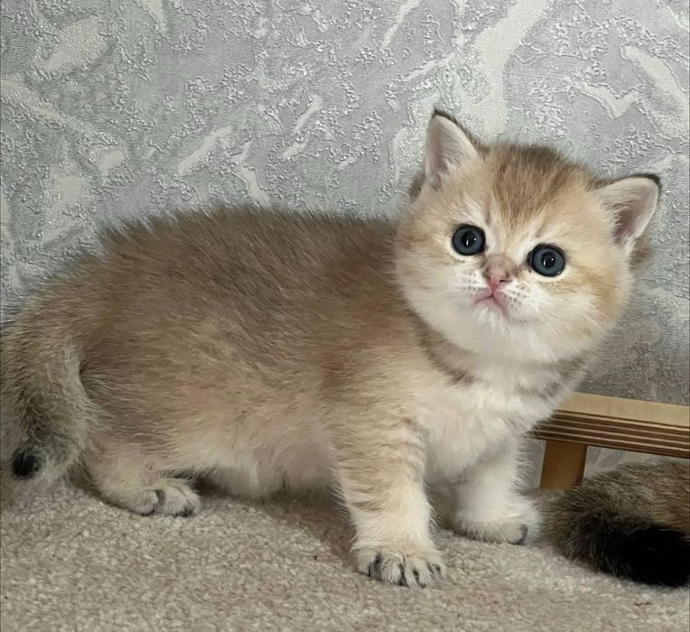 Британский чистокровный мальчик золотая шиншилла