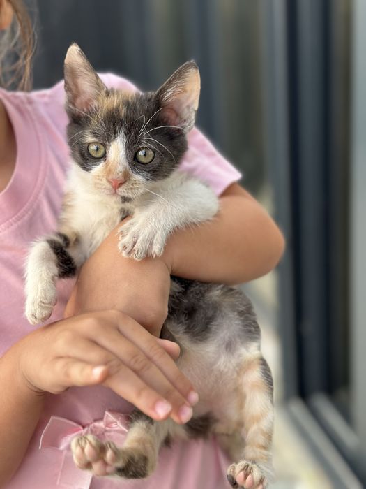 Подарявам котенца
