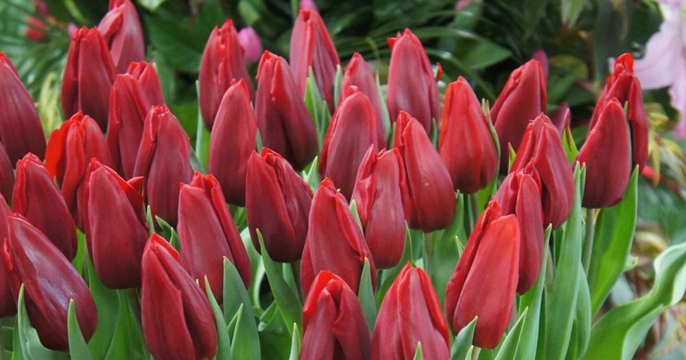 Тюльпаны оптом местные