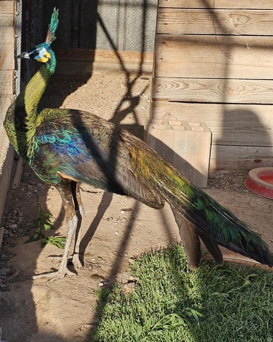 Зелени пауни Muticus Muticus и Спалдинг висок процент