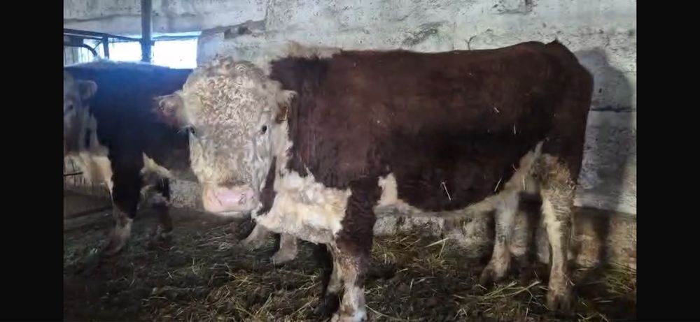 Ақбас бұқалар сатылады. 2 бас . 1 категория