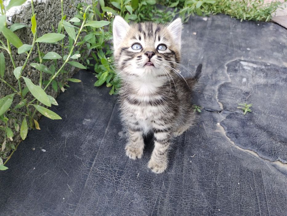 Отдам котёнка.  Мальчик