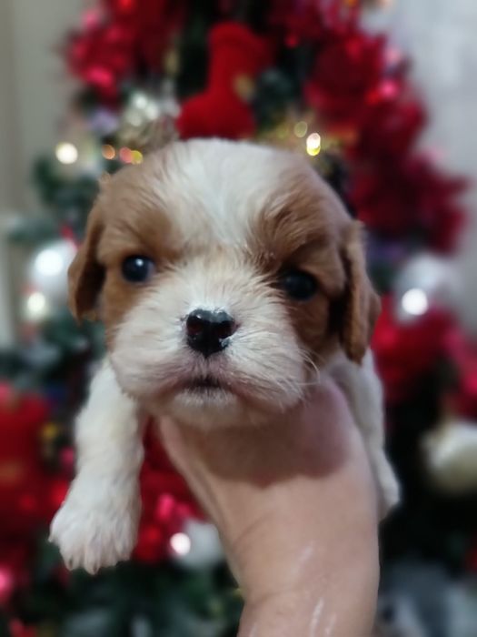 Резерв на щенков кавалера