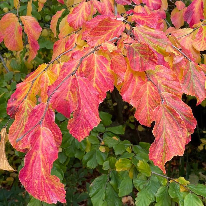 Parrotia Persica Vanessa  Gleditsia sunburst