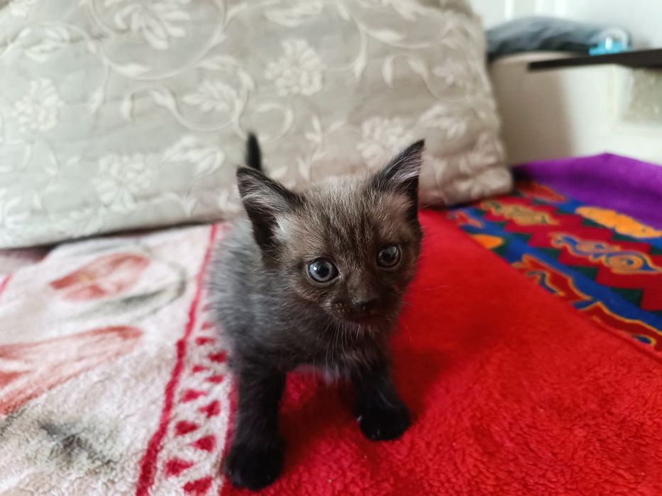 Отдам котят(мальчики)
