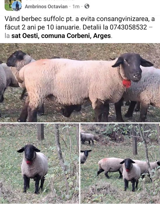 Oi si un berbec suffolc