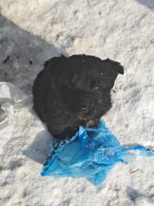 Щенки-сироты ищут дом