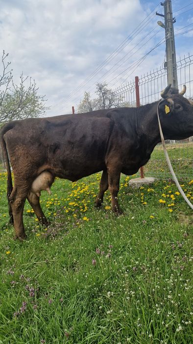 Vaca de vînzare mai multe detali la tel