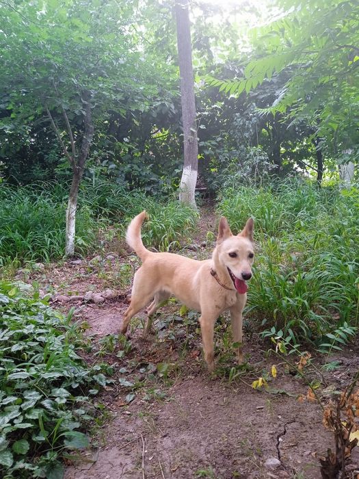 Ласковая собака ищет дом