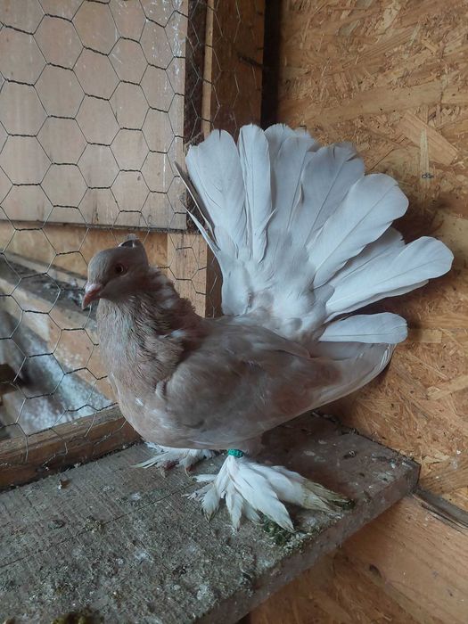 Femele voltat indian si pereche voiajori