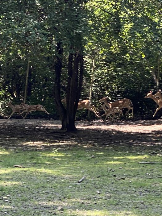 Елени   лопатари