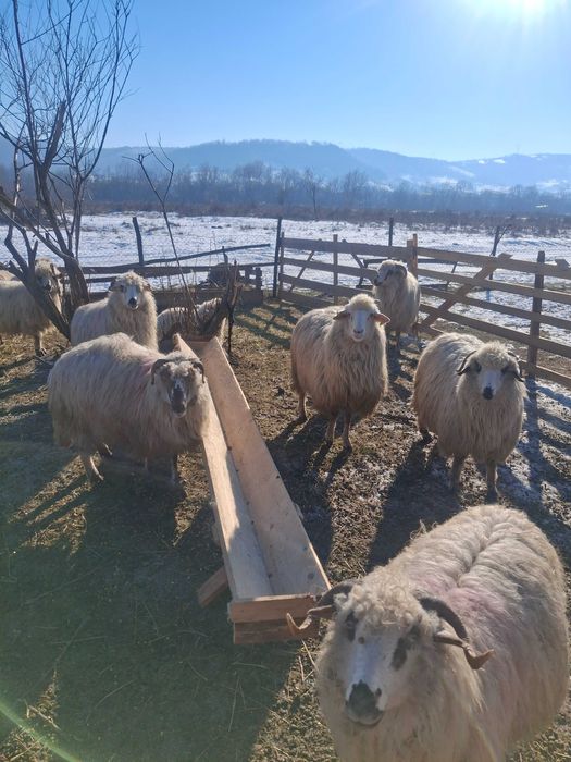 Oi de vânzare la a 2 a fătare