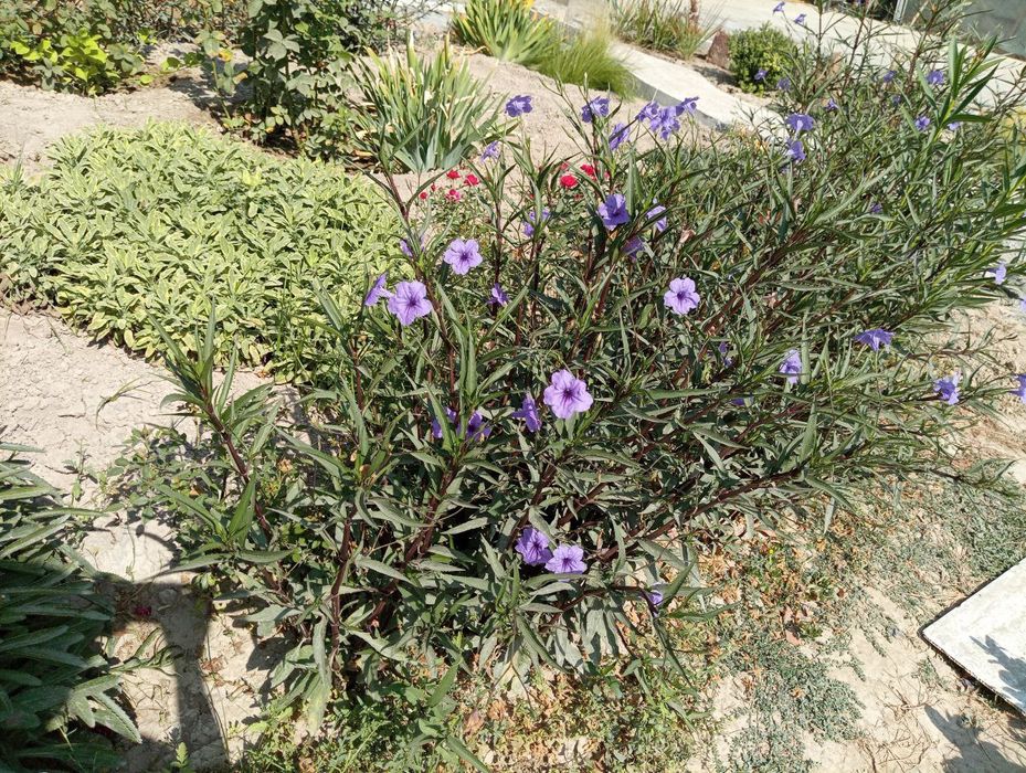 Tabiy gullar sotiladi