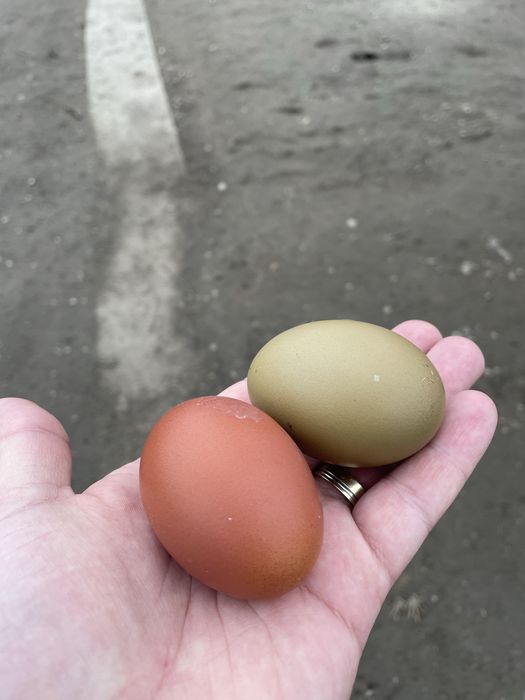 Vand oua olive pentru incubat