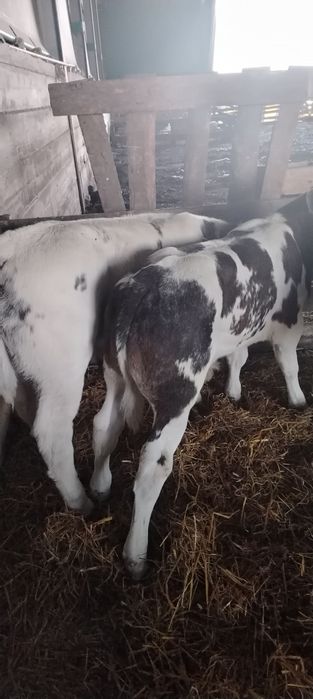 Vand vitei belgieni masculi și femele