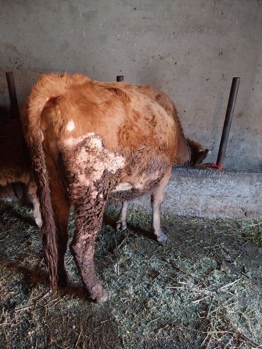 Vacă de vânzare gestantă