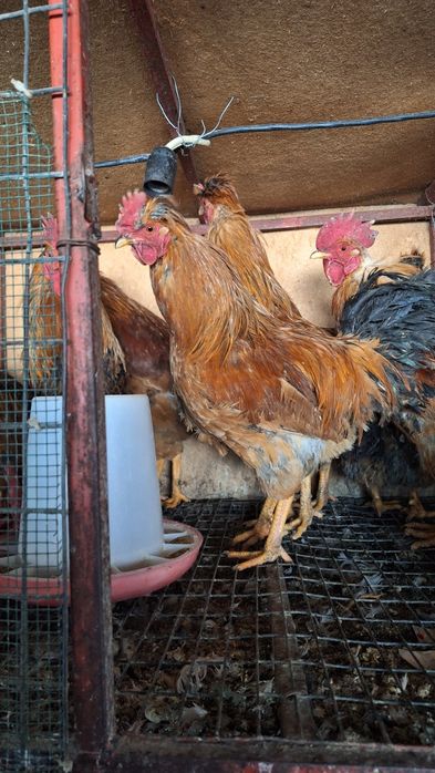 Петухи молодые 7 месяцев