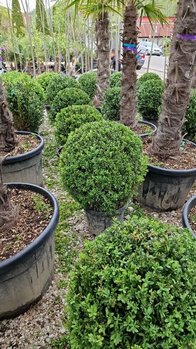 Buxus Tufa Calitate Extra