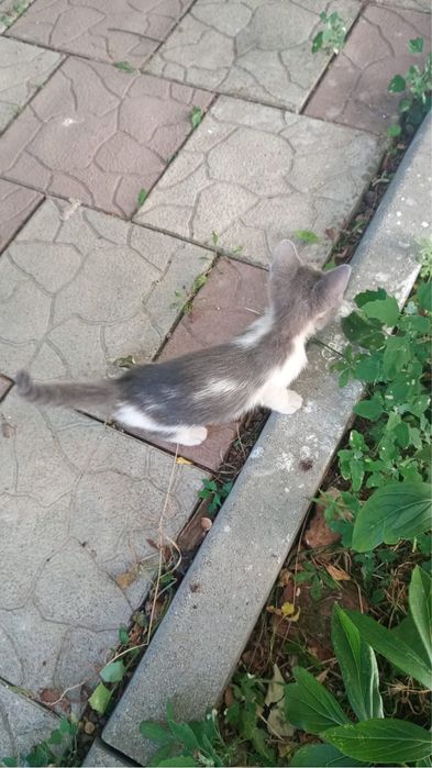 Pisoiasi spre adoptie