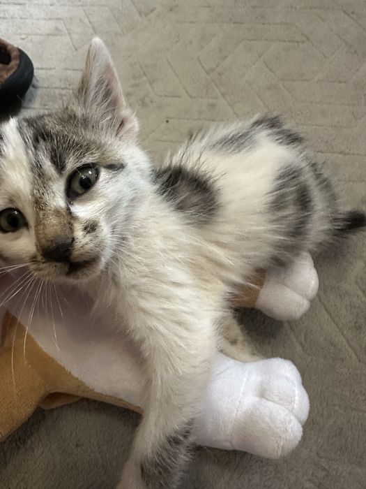 ПОДАРЯВАТ СЕ! 2 женски котенца на около 2 месеца