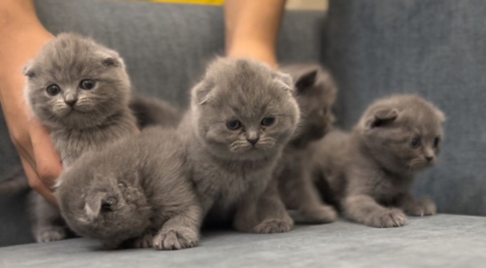 Скотиш фолд и страйт