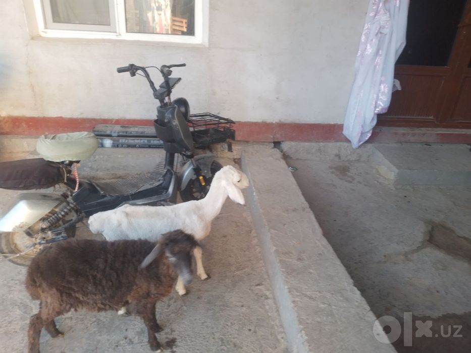 Bir qazoqi bir durraga barra