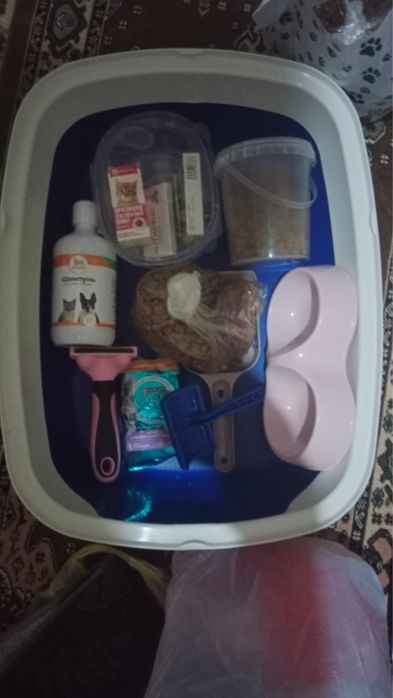 Продам кошка персидская