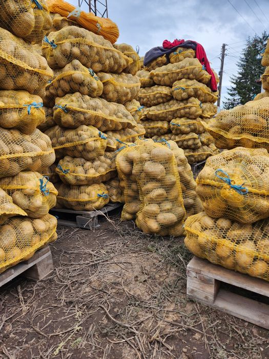 Самоковски картофи Сорая