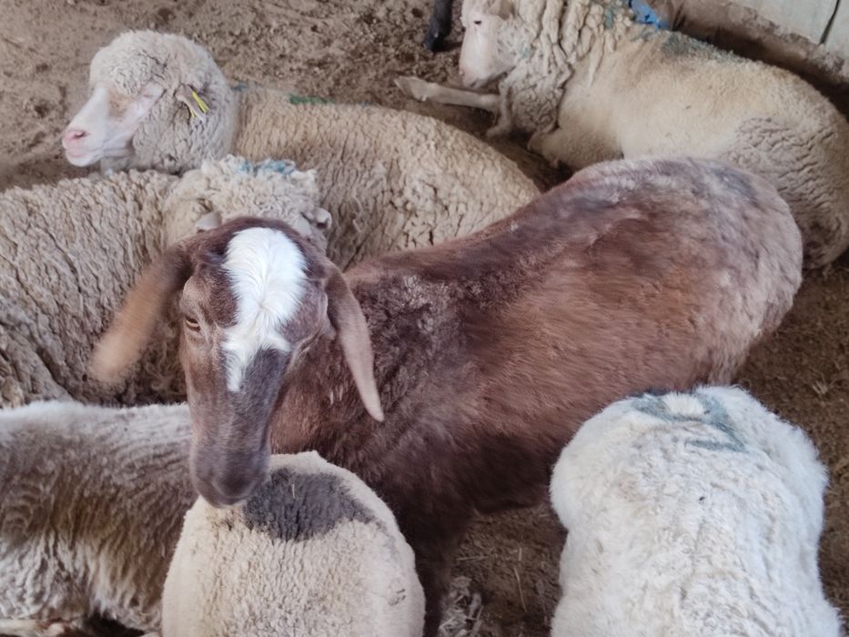 гесар кой, кошкар