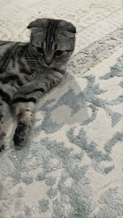 Шотландская кошечка