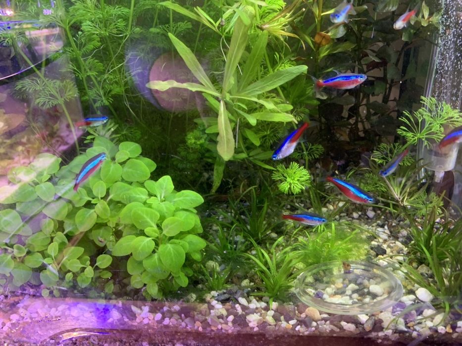 Plante acvariu pachet generos