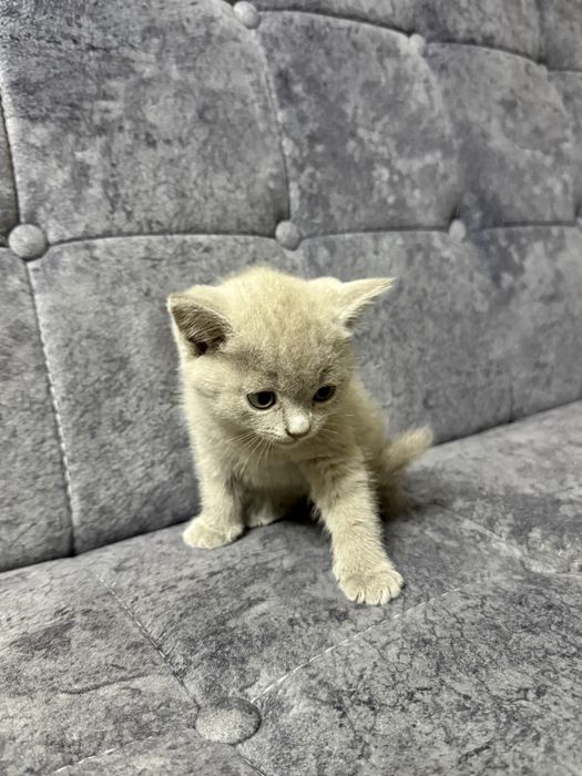 Продам котят скотиш страйт