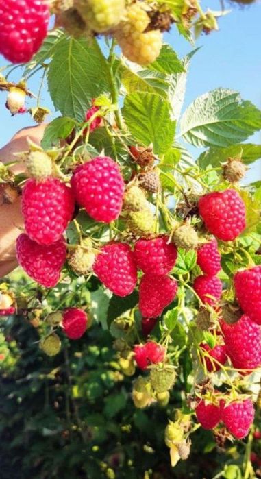 Malina ko'chatlari sotiladi ishonchli